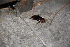 Blatta orientalis