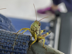 Dendrotettix quercus