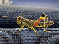 Dendrotettix quercus