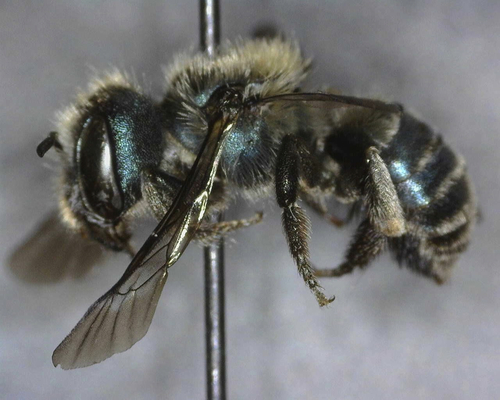 iNaturalist observation photo of Osmia nemoris