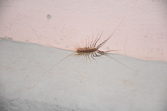 Scutigera coleoptrata
