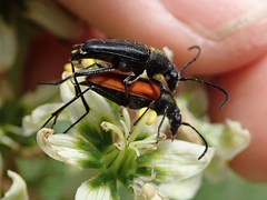 Anastrangalia laetifica