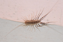 Scutigera coleoptrata