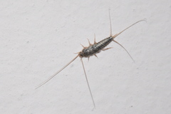 Ctenolepisma lineatum