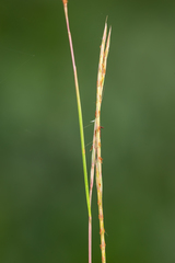 Schizachyrium rhizomatum