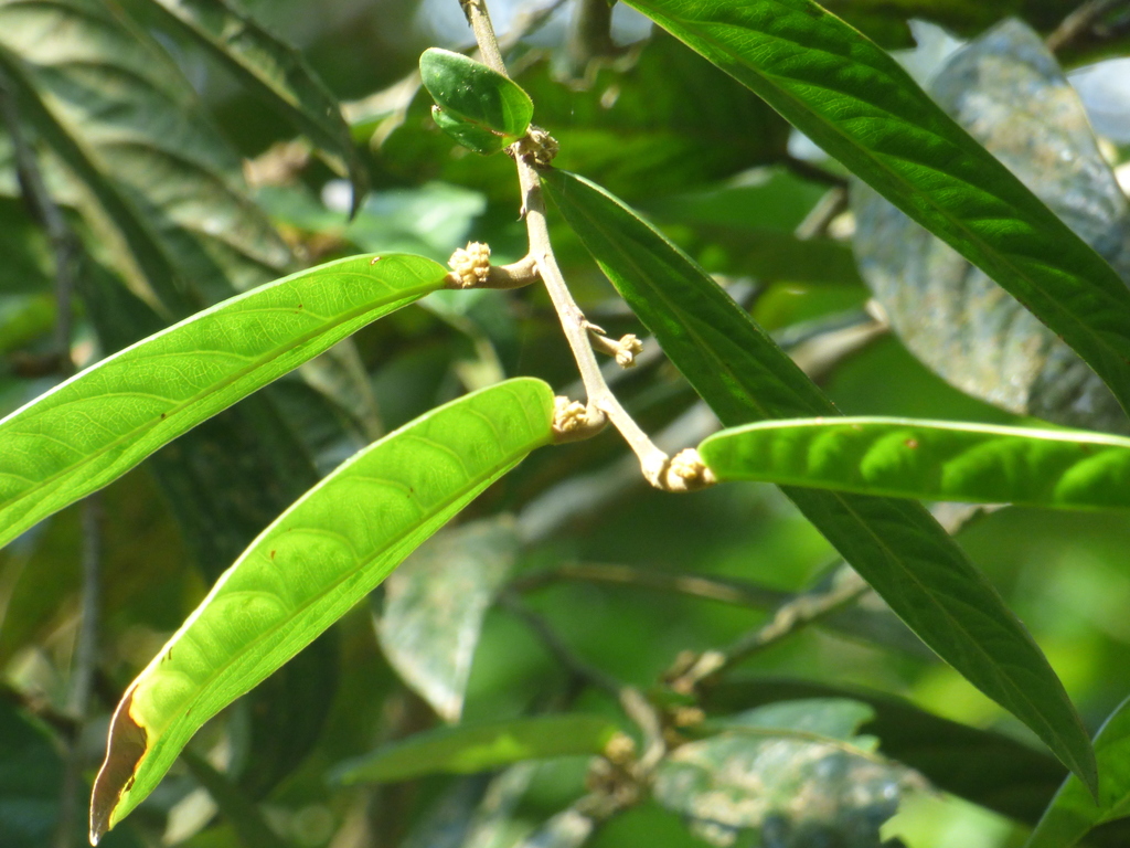 Tapura bullata
