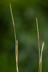 Schizachyrium rhizomatum