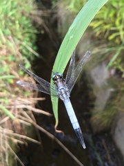 Orthetrum albistylum
