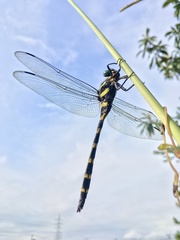 Anotogaster sieboldii