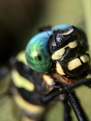Anotogaster sieboldii