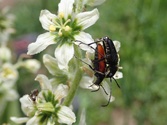 Anastrangalia laetifica