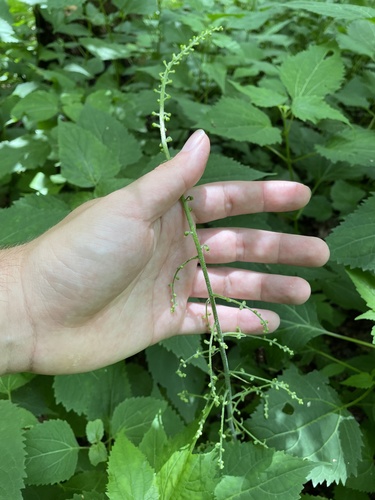 Melanthium parviflorum (Melanthium parviflorum)