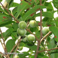 Diospyros morrisiana