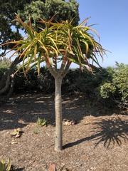 Aloidendron