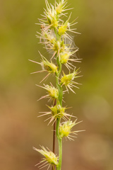 Cenchrus gracillimus