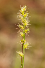 Cenchrus gracillimus