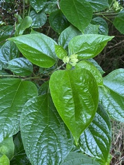 Clerodendrum trichotomum
