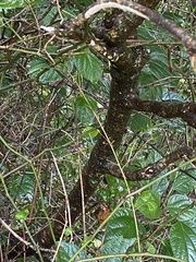 Clerodendrum trichotomum