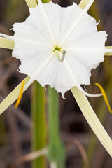 Hymenocallis tridentata
