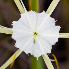 Hymenocallis tridentata