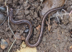 Batrachoseps gavilanensis