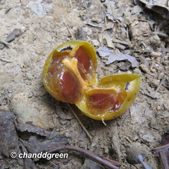 Diospyros morrisiana