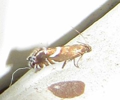 Glyphipterigidae