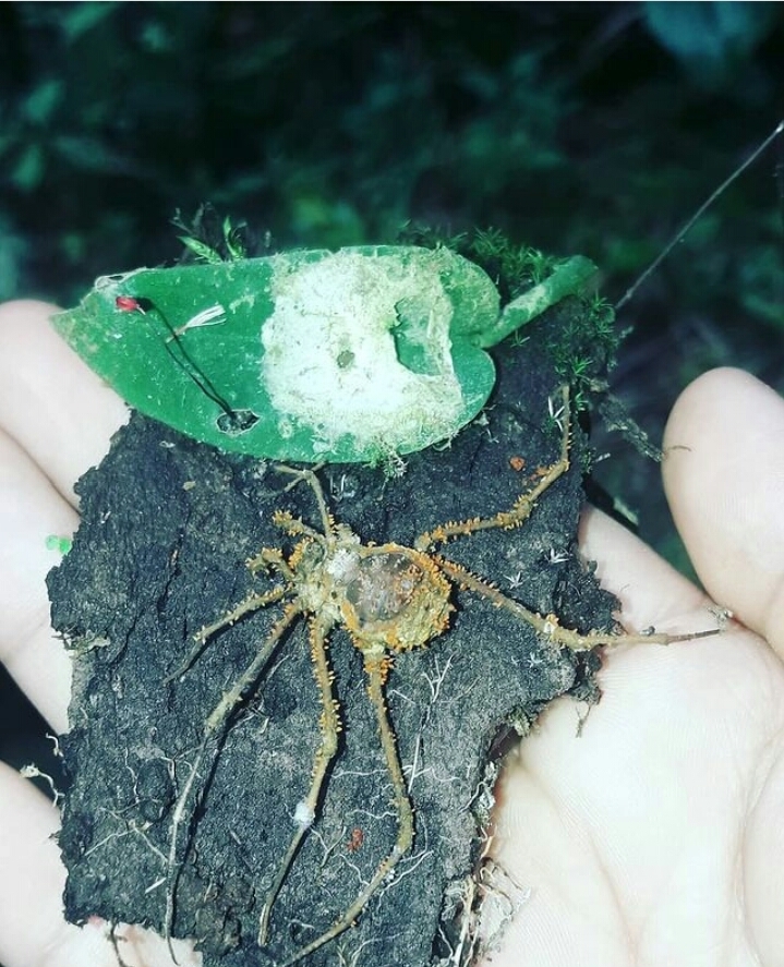 Gibellula aranicida