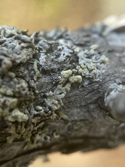 Parmeliopsis capitata