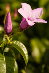 Cryptostegia madagascariensis
