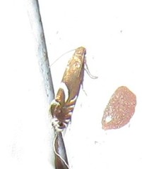 Glyphipterigidae