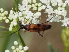 Stenurella septempunctata