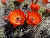Echinocereus coccineus rosei - Photo (c) Alex Abair, some rights reserved (CC BY-NC), uploaded by Alex Abair