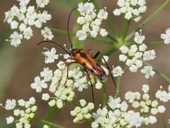 Stenurella septempunctata