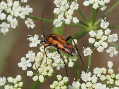 Stenurella septempunctata