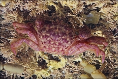 Nectocarcinus tuberculosus