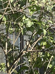 Passer domesticus