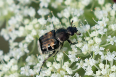 Trichiotinus affinis