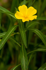 Ludwigia grandiflora