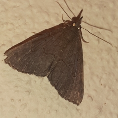 Hypena peruvialis