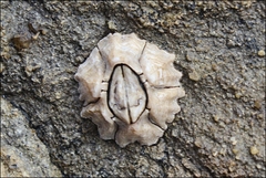 Chthamalus antennatus