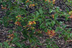 Hamelia patens glabra