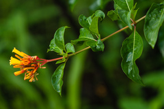 Hamelia patens glabra
