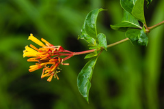 Hamelia patens glabra