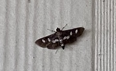 Desmia subdivisalis