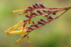 Hamelia patens glabra