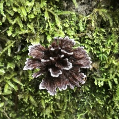 Thelephora caryophyllea
