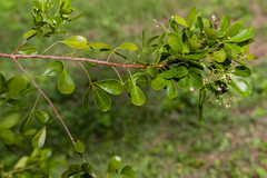Hypelate trifoliata