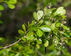 Hypelate trifoliata