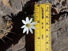 Anemone tuberosa
